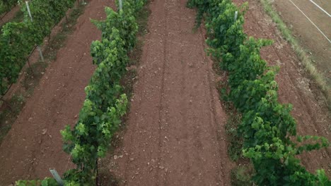 Clips-demonstrating-the-natural-beauty-of-a-countryside-in-Greece