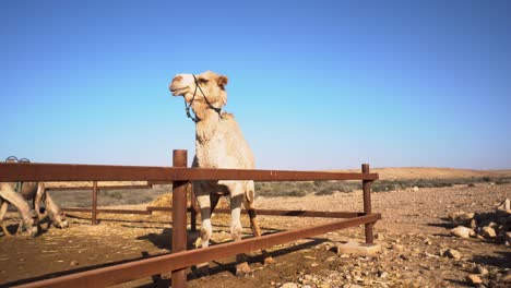 prowd camel stand near a metal fence in a deset ranch, day long shot