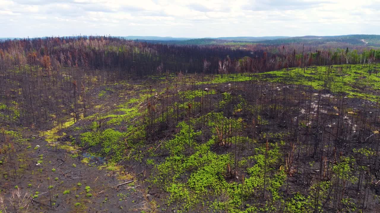 sobrevuelo aéreo bosque quemado después de incendios forestales devastadores, quebec canadá