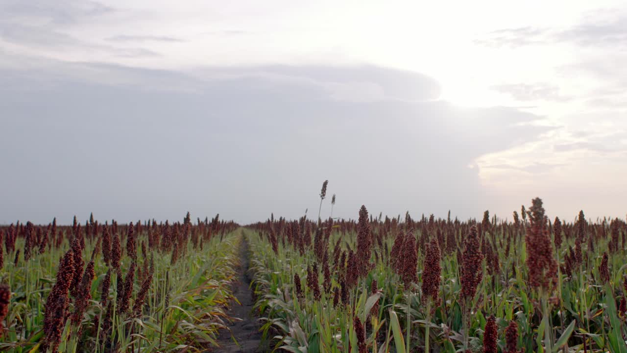 agricultura - campos de cultivo de trigo al amanecer en méxico, tiro ancho de mano
