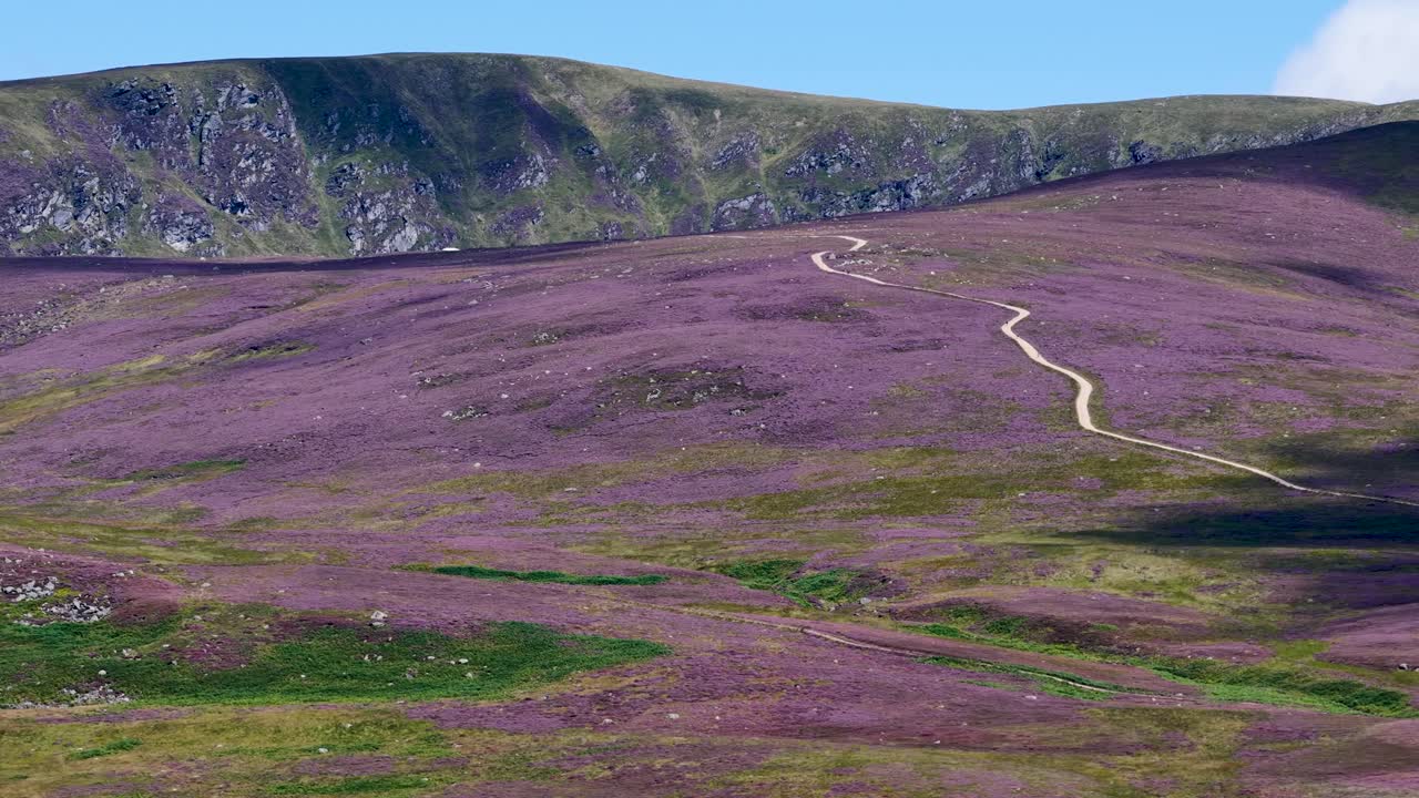 Wide shot of purple heather moorland, winding trail, gentle camera pan, natural daylight