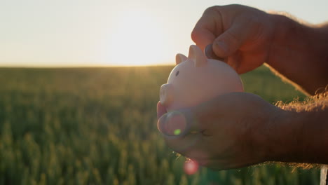 The-farmer-puts-coins-in-a-piggy-bank,-stands-against-the-background-of-a-field-of-wheat-at-sunset