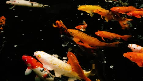 Koi-Fische-Schwimmen-Im-Teich