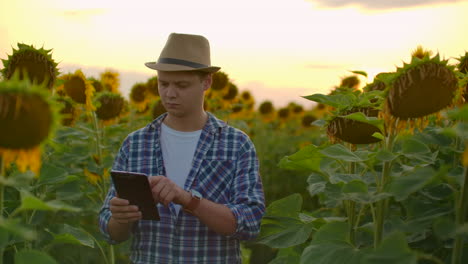 Moderner-Landwirt-Geht-Mit-Einem-Tablet-Computer-Spazieren-Und-Studiert-Sonnenblumen-Bei-Sonnenuntergang.-Führt-Aufzeichnungen-über-Den-Betrieb.-Internettechnologien-Und-Anwendungen-Der-Bewässerungssteuerung-Und-Pflanzenkontrolle.-PH-Staaten.