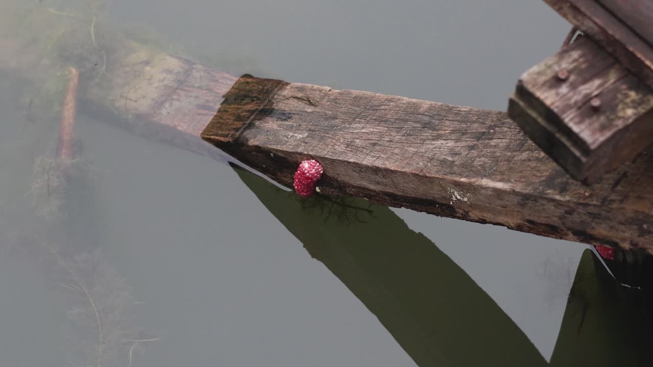 달이 나무 표면에 분홍색 알을 낳습니다.