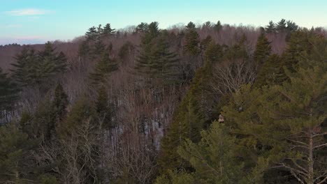 Stationary-aerial-view-a-juvenile-bald-eagle-perched-atop-a-pine-tree-in-a-winter-forest