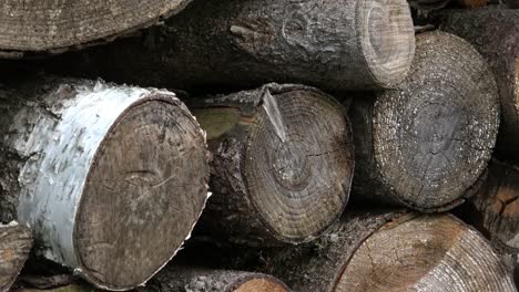 a lot of firewood stacked and ready for use. stacked timber poles