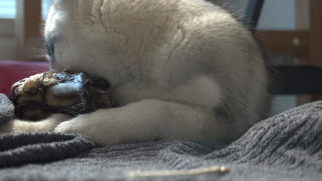 husky puppy gnaws at dog bone at home, close up shot