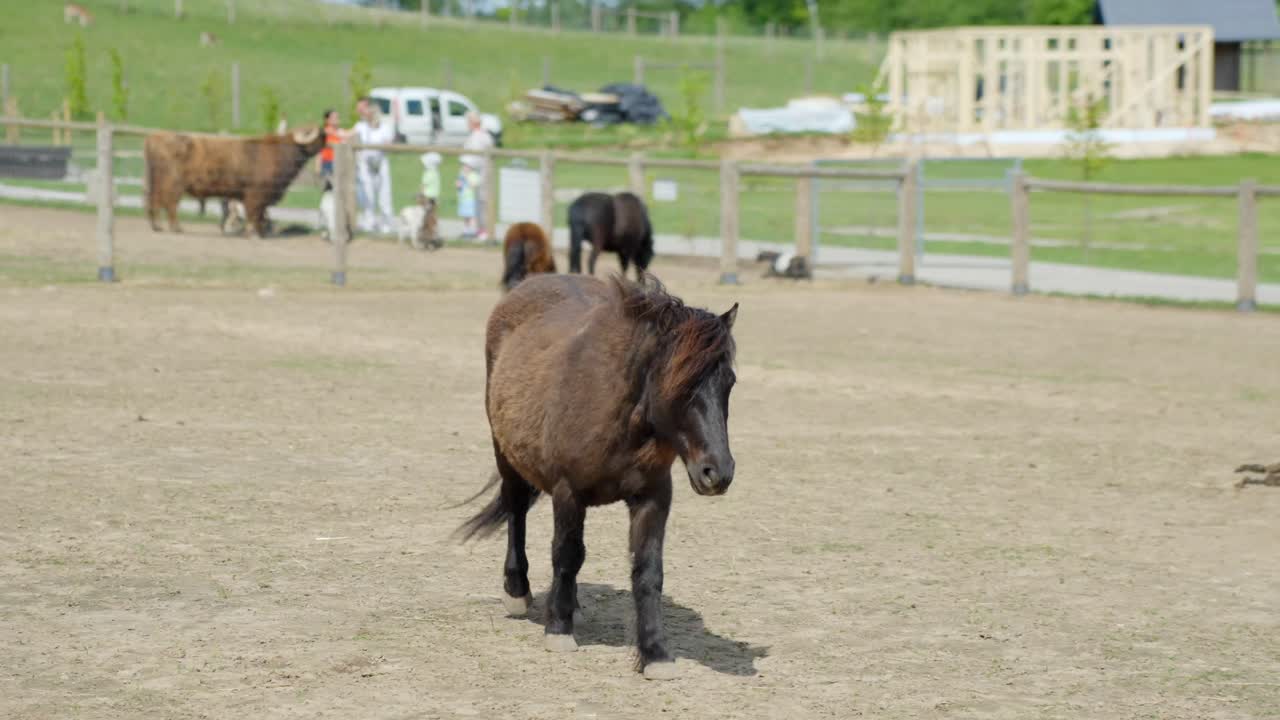 A Shetland pony strolls toward the camera under bright sunshine in a zoo setting