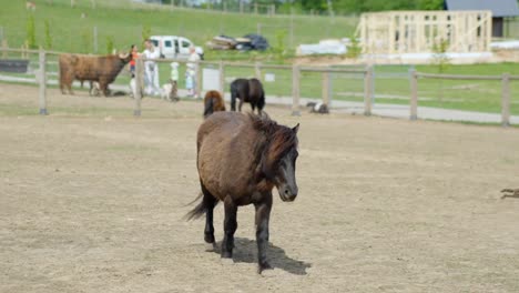 a shetland pony strolls toward the camera under bright sunshine in a zoo setting