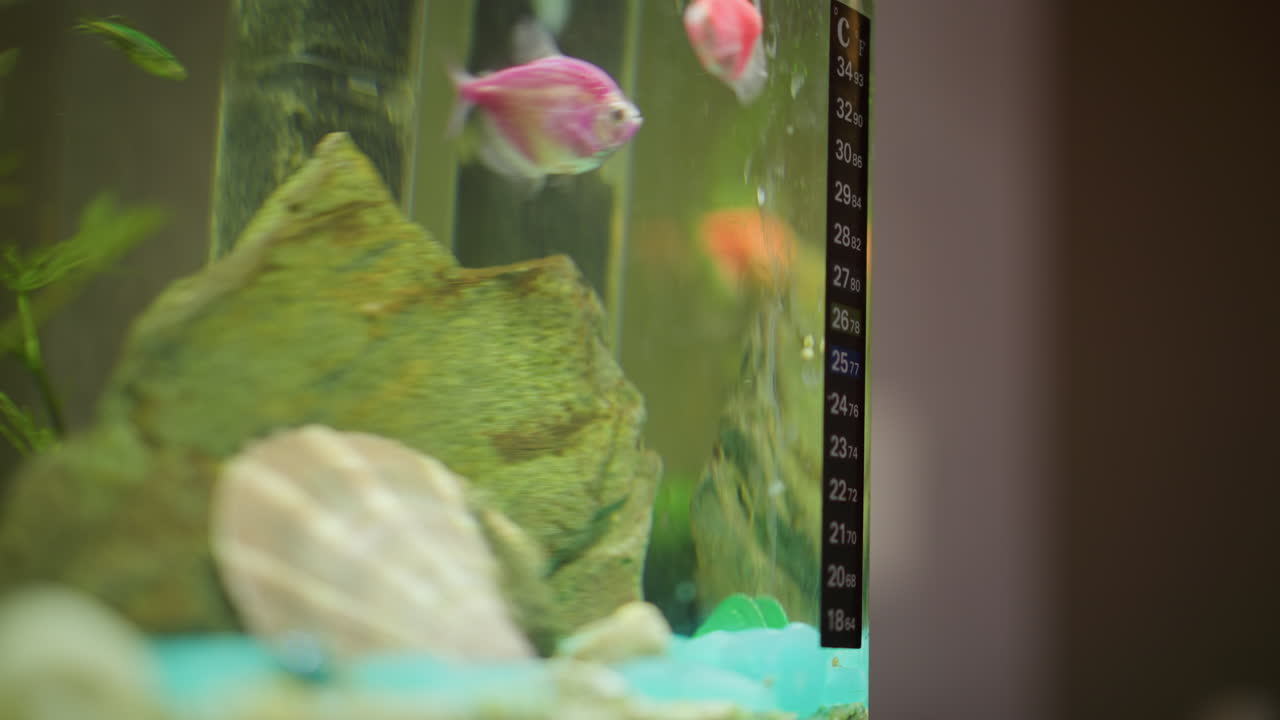 Aquarium interior with colorful fish swimming near rock decoration thermometer and green plants visible on glass wall water surface showing temperature scale creating vibrant aquatic atmosphere