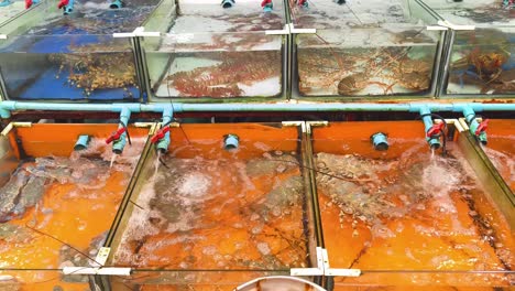 live seafood display tanks