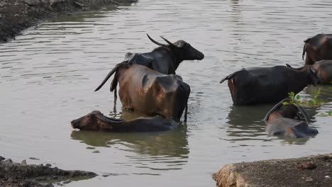 Buffalo---swimming---pond-area-