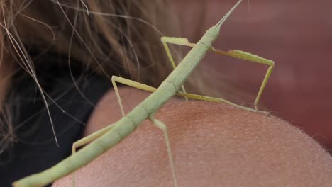 insecto palo medauroidea extradentata, familia phasmatidae