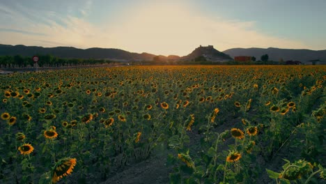 Flug-über-Sonnenblumenfeld-Bei-Sonnenuntergang-Mit-Schloss-Im-Hintergrund