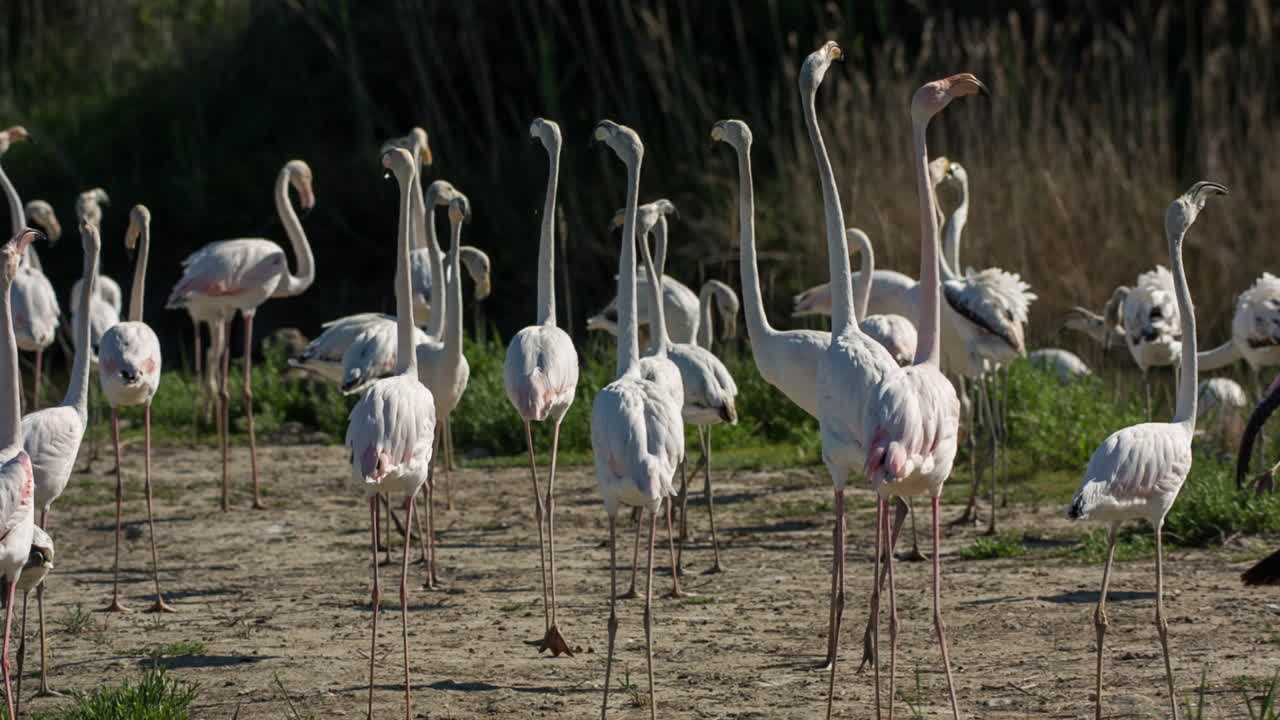 카마그 플라밍고 01