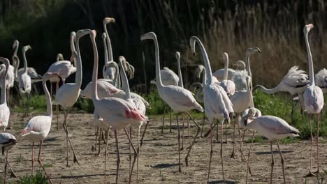 Carmargue-Flamingos-01