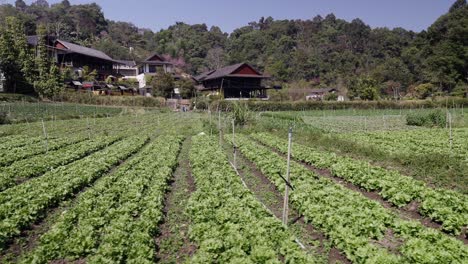 lush green vegetable field in a rural setting with houses and forest