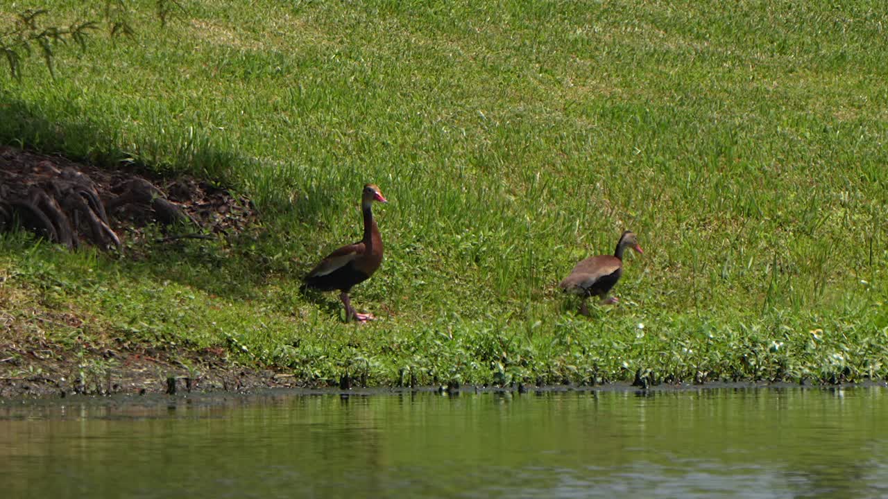 Black bellied whistling ducks at a pond