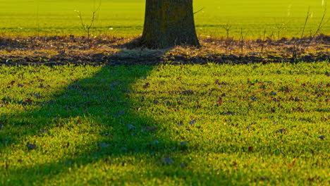 green lawn and shadow from standing tree on sunny day, time lapse