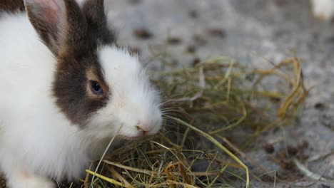 a rabbit nibbles on hay calmly.