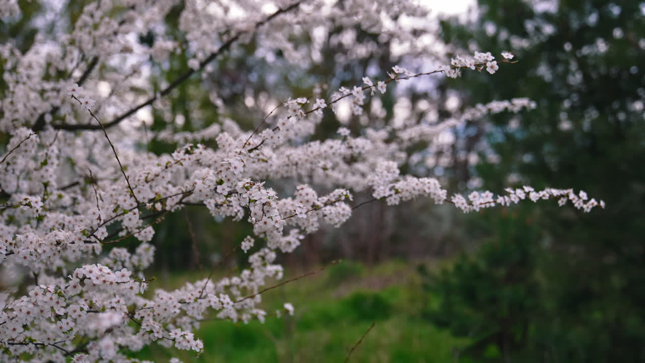 Beautiful nature in spring. Blossom tree with white flowers. Flowering branches of a cherry tree among green nature.