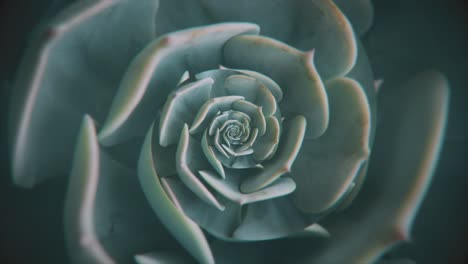 primer plano de una planta suculenta