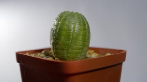 cúpula como suculenta plantada con pequeñas piedras girando lentamente
