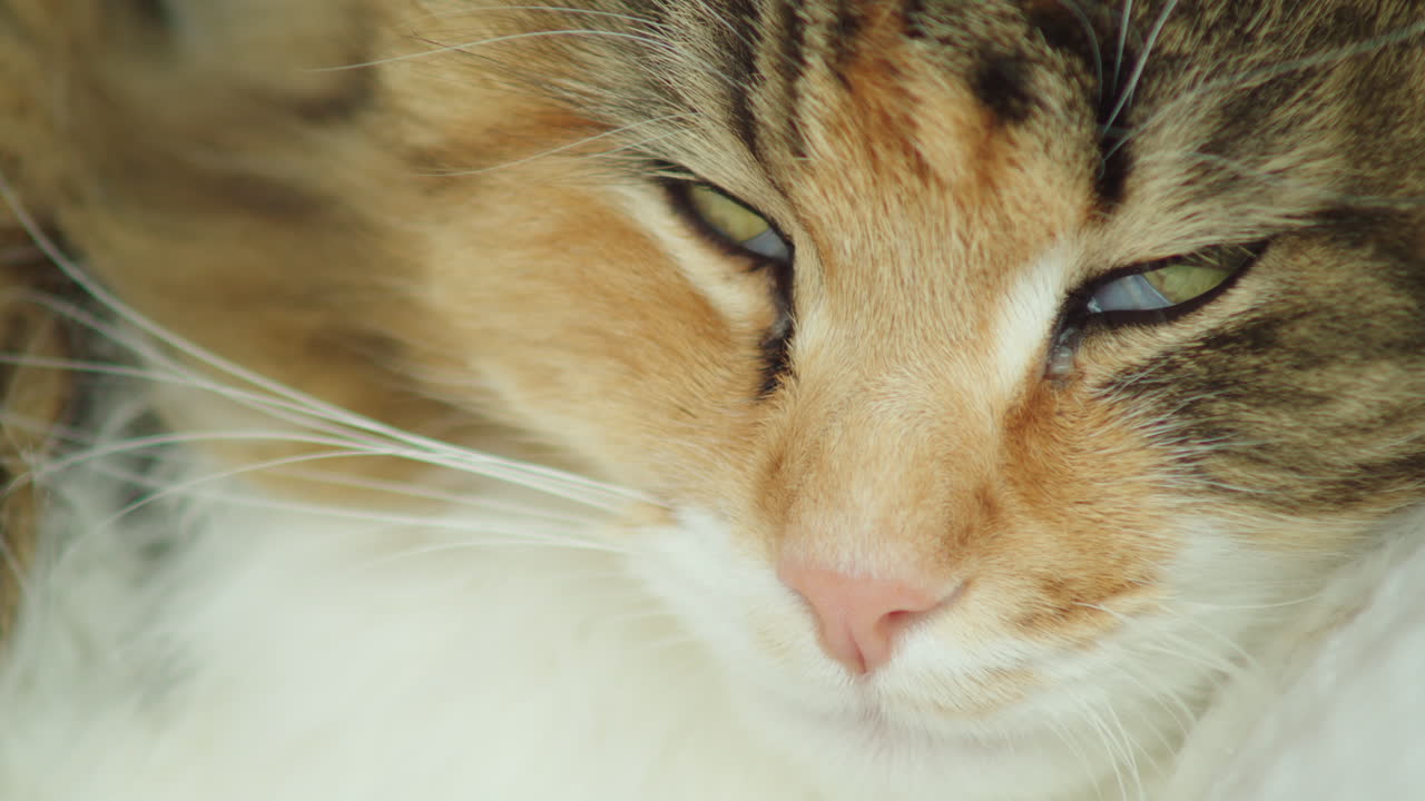 클로즈업, 노르웨이 숲 고양이의 매크로 샷이 거의 잠들어 눈을 보여주고 있습니다.