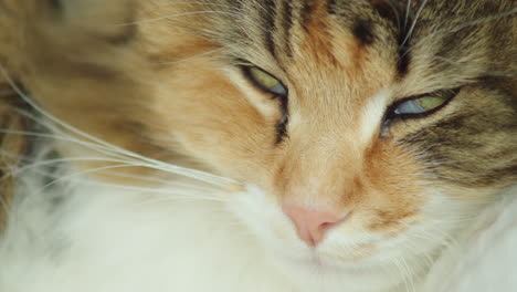 primer plano, foto macro de un gato del bosque noruego que casi se queda dormido, mostrando sus ojos