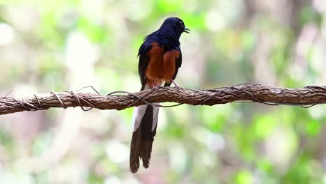 White-rumped-Shama-Thront-Auf-Einer-Rebe-Mit-Wald-Bokeh-Hintergrund,-Copsychus-Malabaricus,-In-Zeitlupe