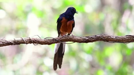 shama de rabadilla blanca encaramado en una vid con fondo bokeo del bosque, copsychus malabaricus, en cámara lenta