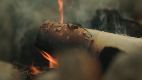 white birch tree burning in slow motion