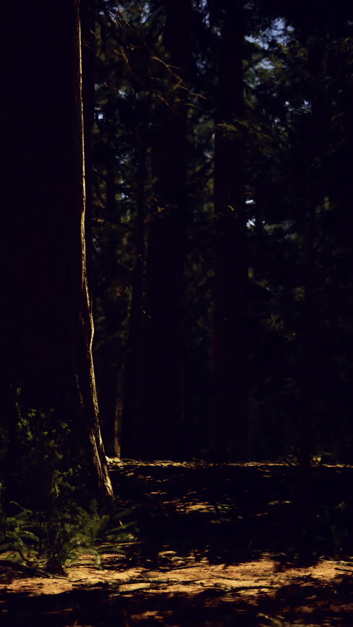 Mysterious forest illuminated by moonlight at night in a tranquil setting