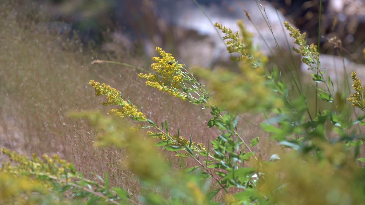 Macro 4K footage shows a bee calmly resting on a vivid yellow flower. Ideal for nature, ecology, pollination, or springtime wildlife projects