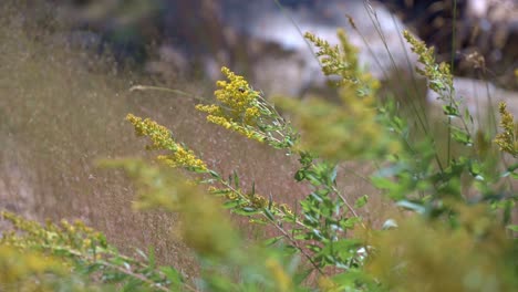 macro 4k footage shows a bee calmly resting on a vivid yellow flower. ideal for nature, ecology, pollination, or springtime wildlife projects