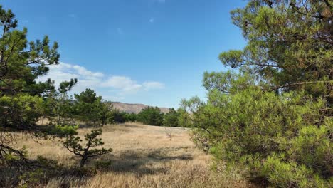 Wander-through-the-tranquil-expanses-of-Crimea,-where-lush-greenery-meets-vast-open-fields-under-a-clear-blue-sky