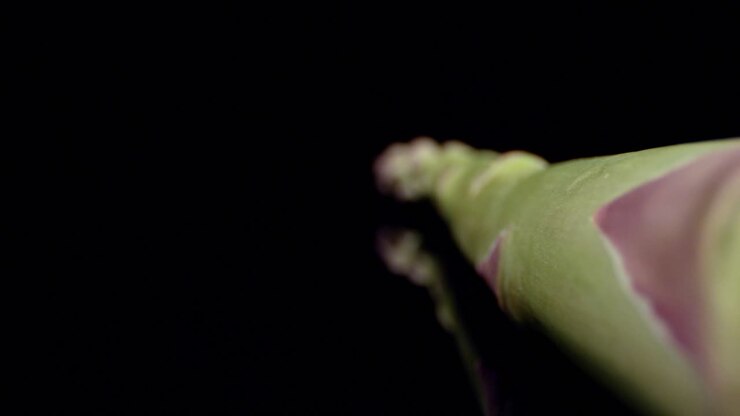 Fresh Asparagus green high quality healthy vegetable super macro close 4k