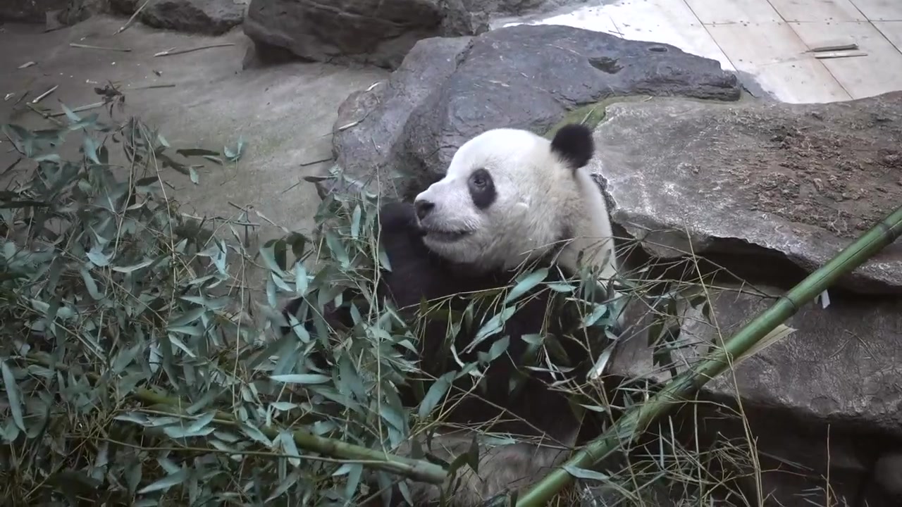 Panda velká (Ailuropoda melanoleuca) pojídající bambusové listy v zoo, Čína