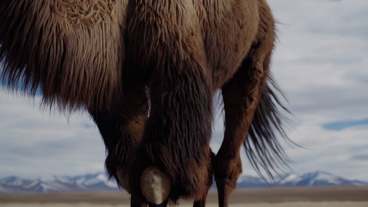 camello en un paisaje montañoso