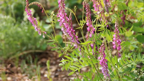 pink flower blows in wind