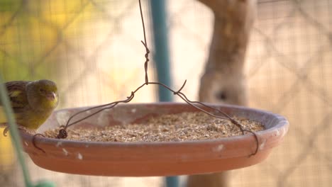 Canary-bird-inside-cage-feeding-and-perch-on-wooden-sticks-and-wires