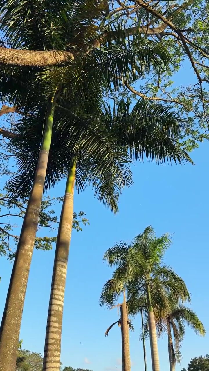 Alte palme che ondeggiano contro un cielo azzurro limpido.