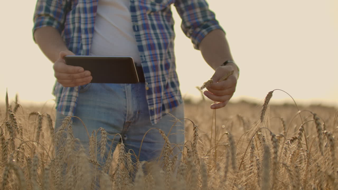 Stylish old caucasian farmer walking in the golden wheat field on his farm during the morning sunrise