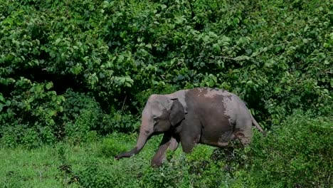 the asiatic elephants are endangered species and they are also residents of thailand