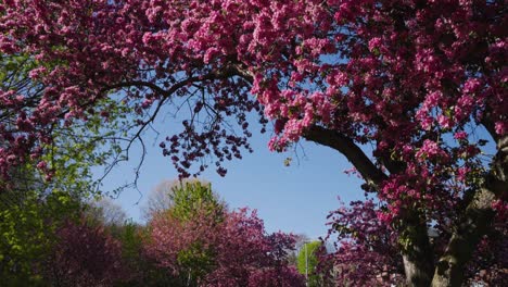 Flores-De-Cerezo-Cayendo-De-Un-árbol-Y-Panorámica-En-Cámara-Lenta-Hasta-Un-Parque-Soleado