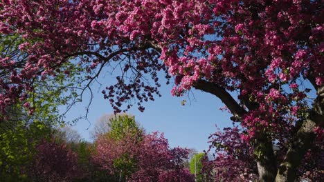 cherry blossoms falling off a tree, and slow motion pan down to a sunny park