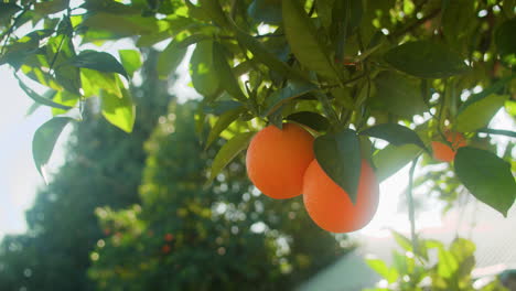 naranjas españolas soleadas