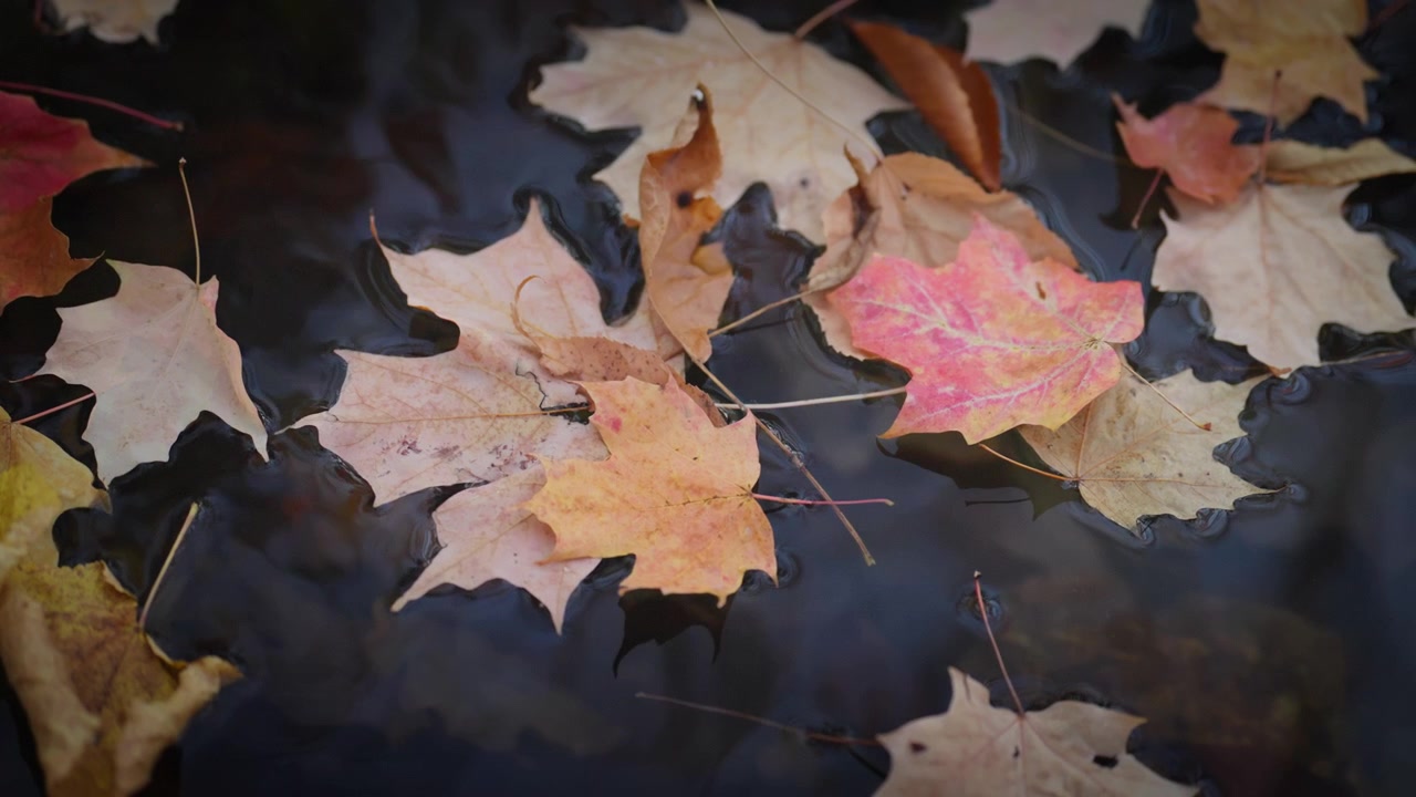 Vivaci foglie d'acero gialle e arancioni galleggiano lentamente sulla superficie scura di un ruscello tranquillo in Ontario. Il lento movimento dell'acqua crea un'atmosfera di pace