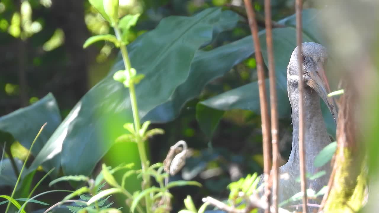 Close-Up of a Wading Bird in a Dense Tropical Forest
